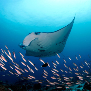 188 Unique timepieces dedicated to countless Manta Rays