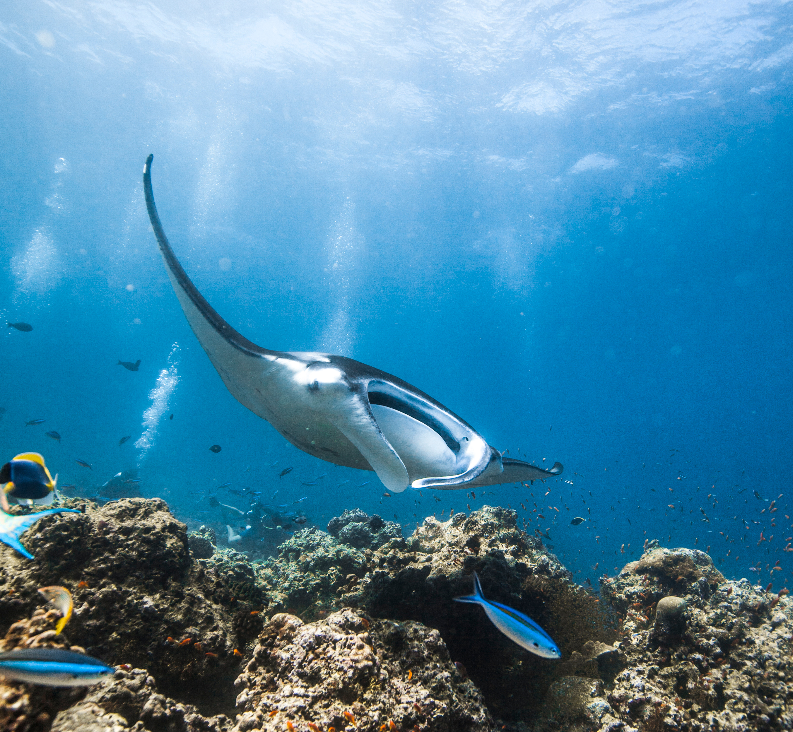 VON CARL F. BUCHERER FINANZIERTE EXPEDITION DER ORGANISATION MANTA TRUST ENDET MIT ÜBER 200 MANTASICHTUNGEN