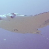 Morbius Altaira MV-MA-4353