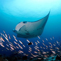 188 Unique timepieces dedicated to countless Manta Rays