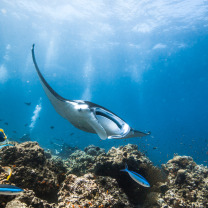 VON CARL F. BUCHERER FINANZIERTE EXPEDITION DER ORGANISATION MANTA TRUST ENDET MIT ÜBER 200 MANTASICHTUNGEN